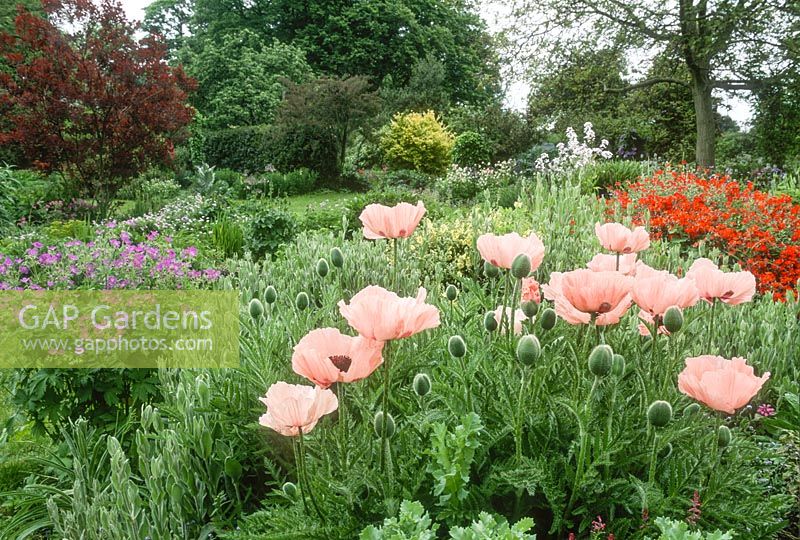 Papaver orientale 'Elam Pink' , hardy geraniums, Lychnis coronaria and Helianthemums.  Country garden in May
