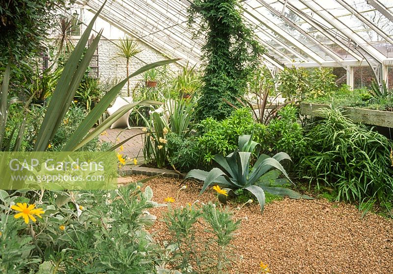 Interior of lean to conservatory with naturalistic planting including Euryops pectinatus, phomium, Jasminum polyanthum and Agave americana