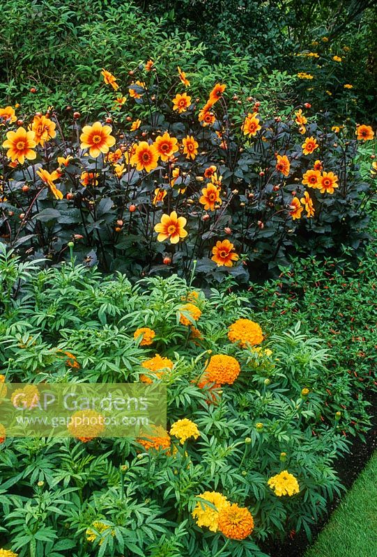 Dahlia 'Moonfire' in border with African marigolds and Cuphea ignea. July.