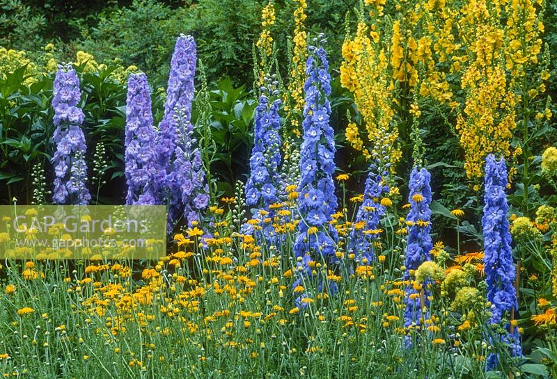 Blue and yellow border in July. Delphiniums, verbascums and Anthemis tinctoria. July.