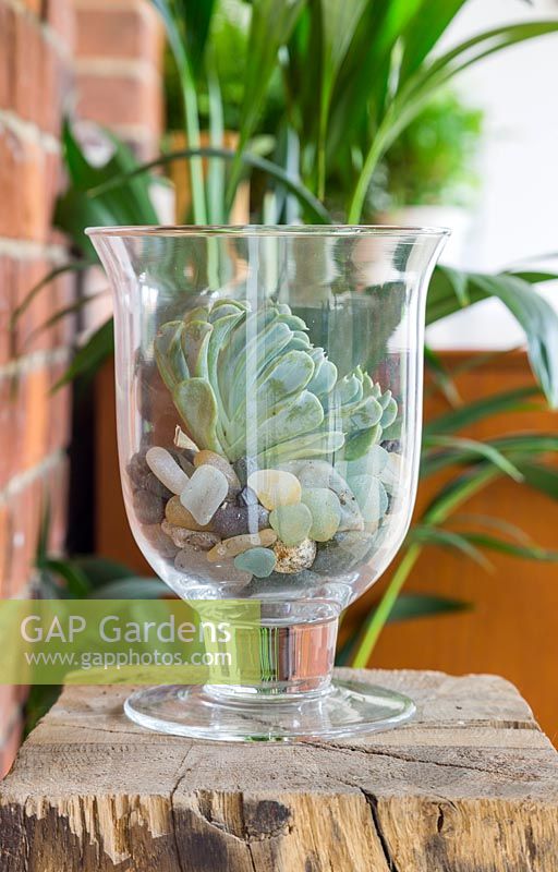 Echeveria in glass jar Terrarium