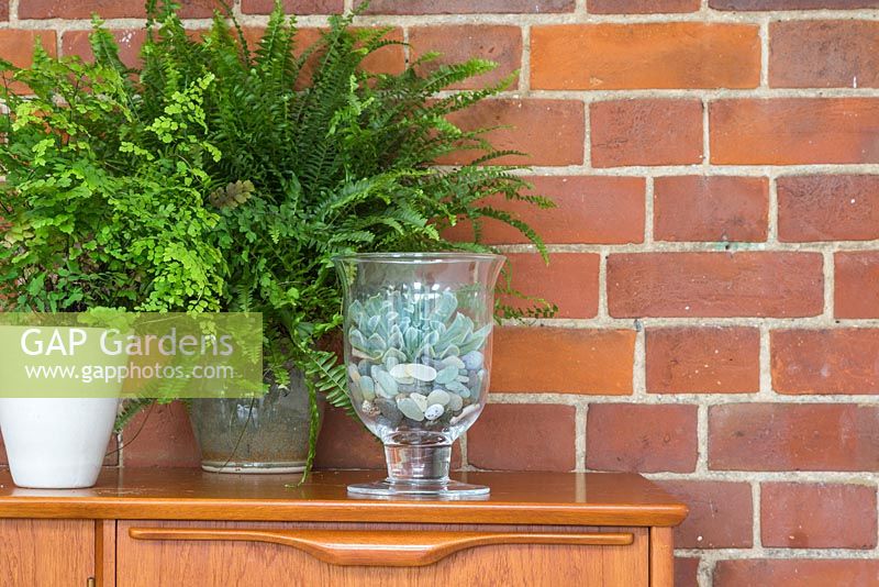 Echeveria in glass jar Terrarium