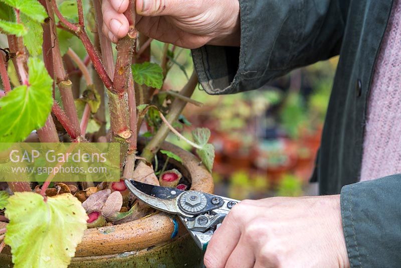 Cutting back the Begonia to surface level. Storing Begonia tubers. 