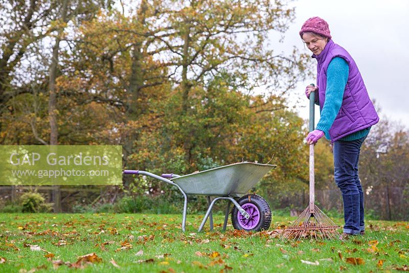 A woman raking the garden lawn of fallen autumnal leaves