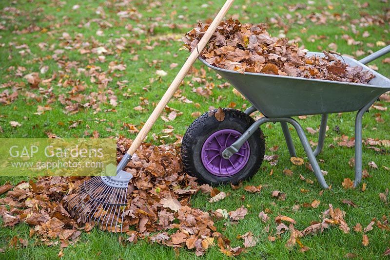 A pile of raked autumnal leaves with a rake leant against a wheelbarrow full of leaves