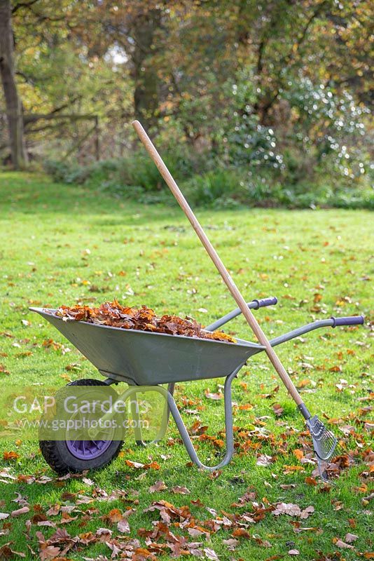 A rake leant against a wheelbarrow in the middle of a garden lawn with an autumnal setting