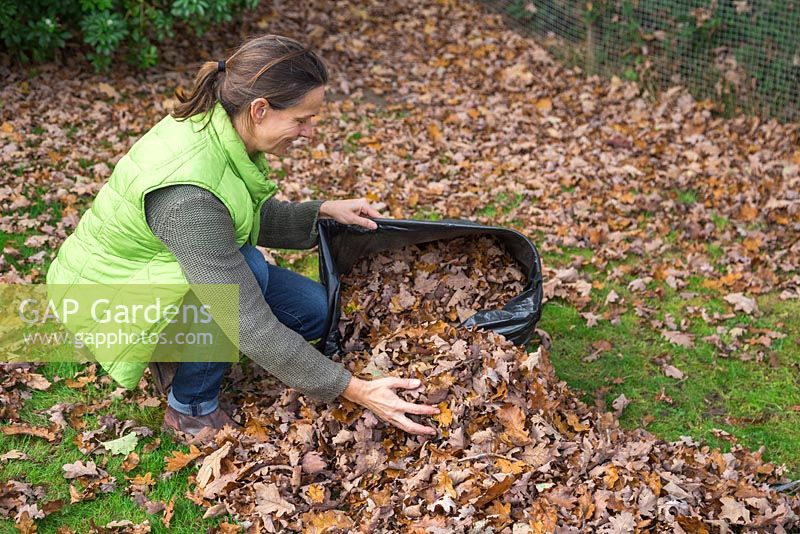 A woman filling a black bin bag with raked autumnal leaves