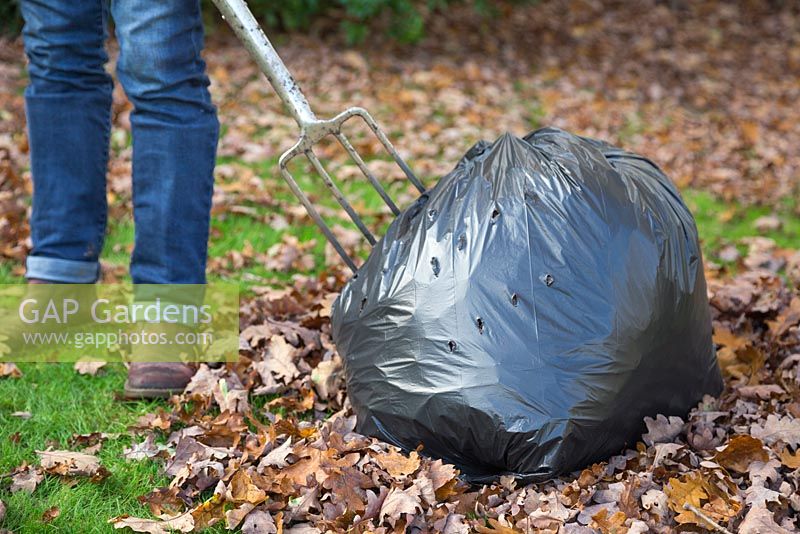 Use a garden fork to create air holes in a black bag containing autumn leaves, increasing air flow and the breakdown process for creating leafmould