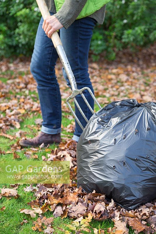 Use a garden fork to create air holes in a black bag containing autumn leaves, increasing air flow and the breakdown process for creating leafmould