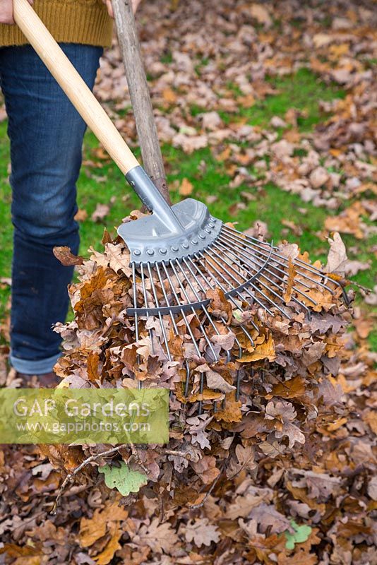 Using two garden rakes to form a claw for scooping up fallen autumnal leaves