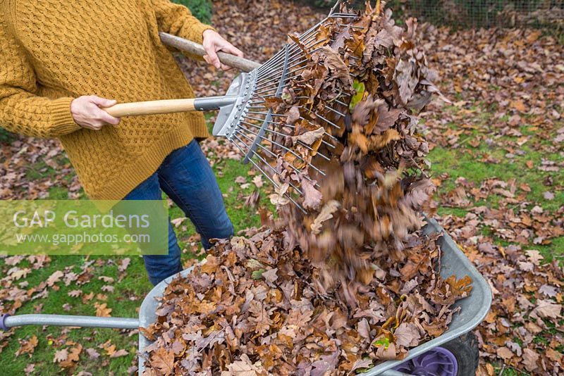 Emptying a large deposit of autumnal leaves into a wheelbarrow