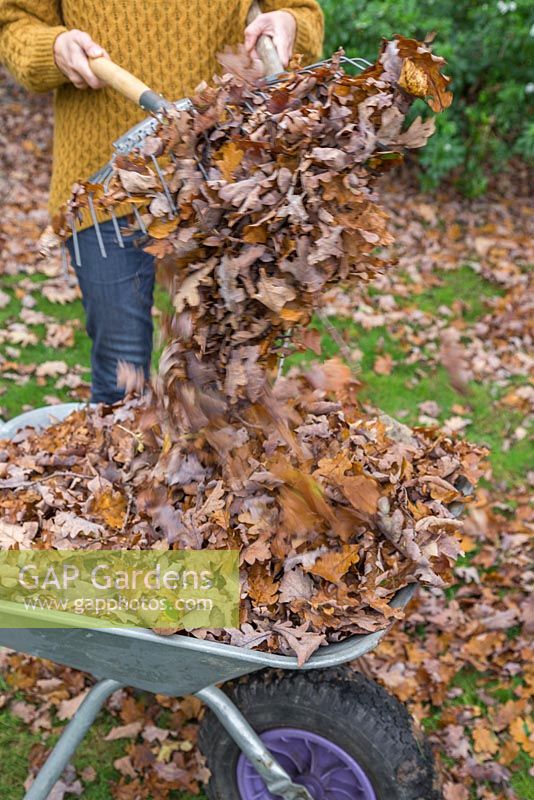 Emptying a large deposit of autumnal leaves into a wheelbarrow