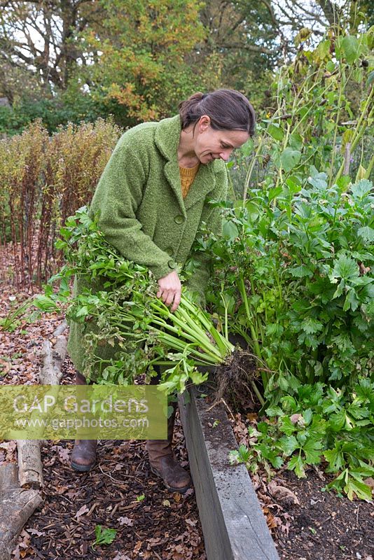 Woman harvesting overgrown celery