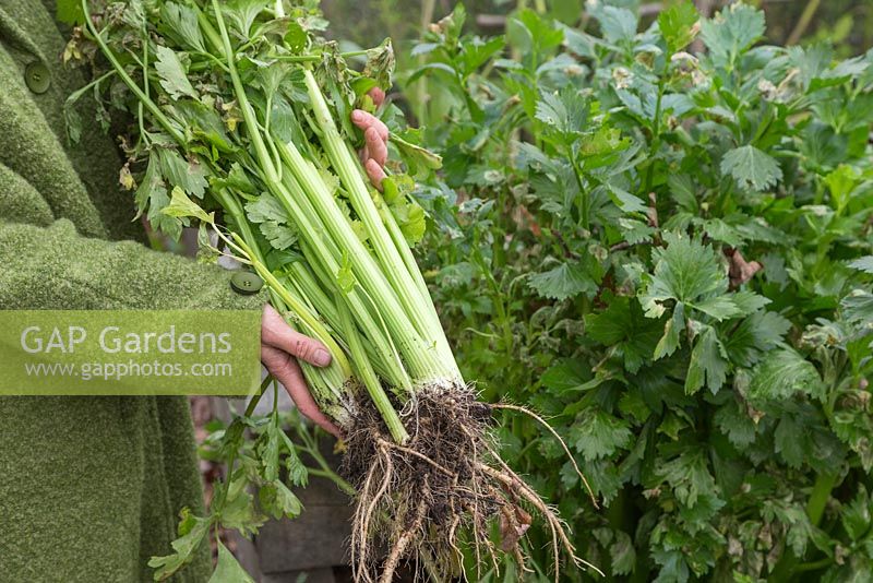 Woman holding overgrown celery