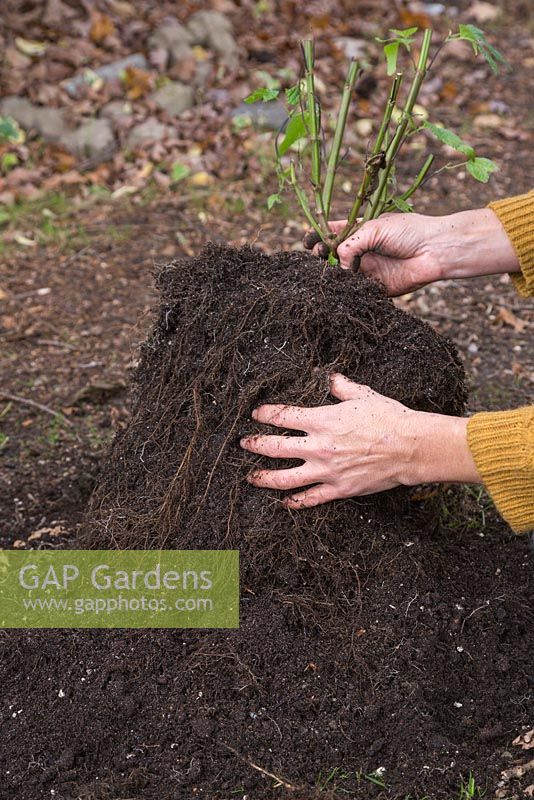 Using your hands gently remove any excess compost, being careful not to damage the roots. Storing salvia through winter. 