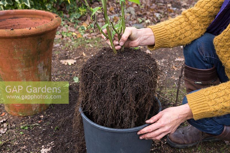 Plant your salvia into a smaller container. Storing salvia through winter. 