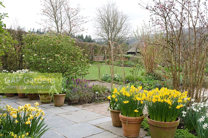 Pots of Narcissus 'Orange Queen' on the right in the Cottage Garden, in front of Viburnum x bodnantense 'Dawn', Viburnum carlesii 'Diana' on left with Narcissus 'Geranium' on left