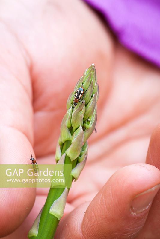 Removing asparagus beetle with fingers. Crioceris asparagi