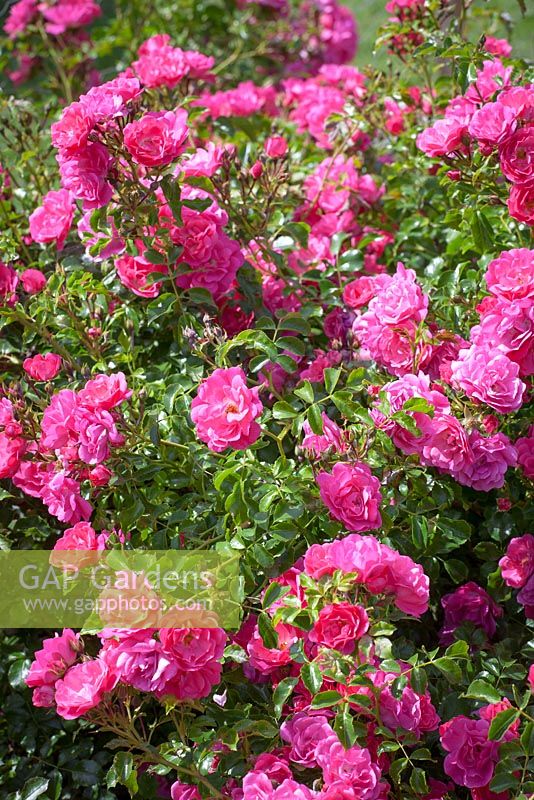 Rosa 'Flower Carpet Pink'