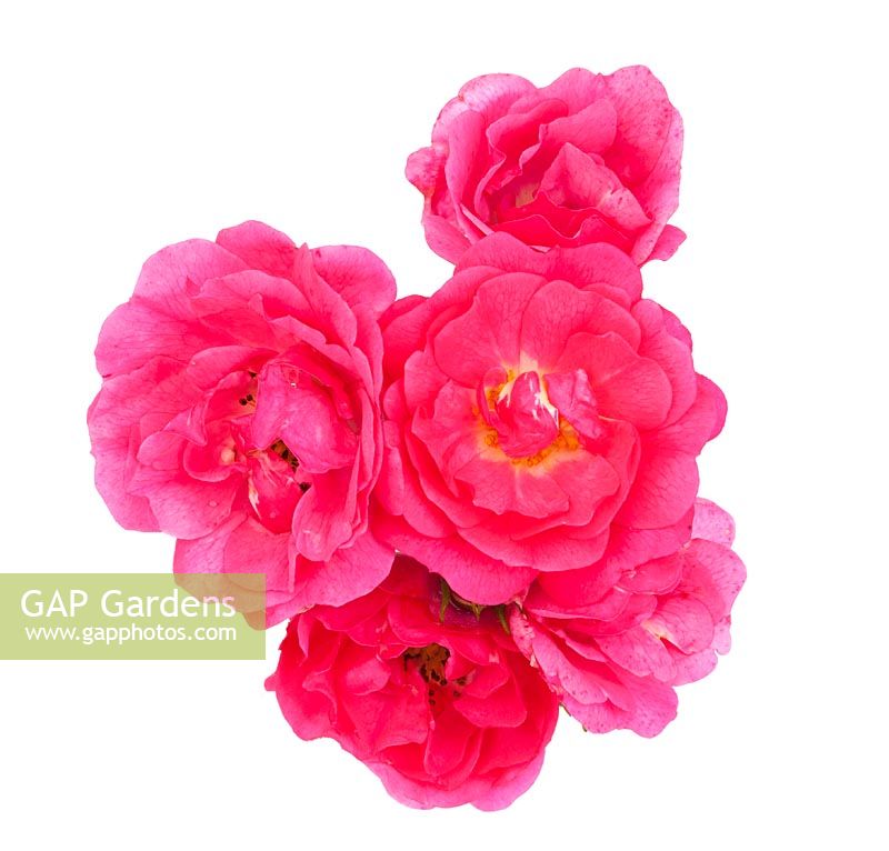 Rosa 'Flower Carpet Pink'