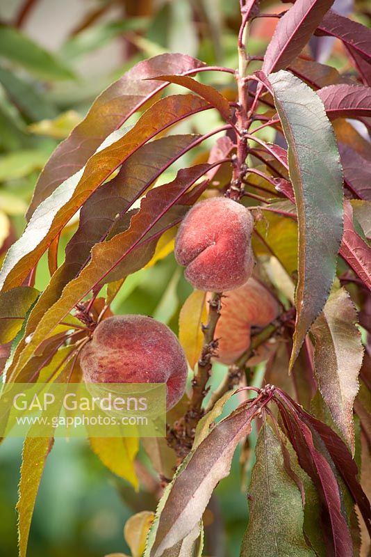 Peach 'Crimson Bonfire' in fruit