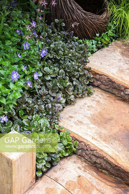 Breast Cancer Haven Garden. A pathway made from Oak slabs with planting of Ajuga reptans 'Catlin's Giant', Lychnis flos-cuculi 'White Robin' and Vinca minor. Designer: Sarah Eberle supported by Tom Hare. Sponsor: Nelsons