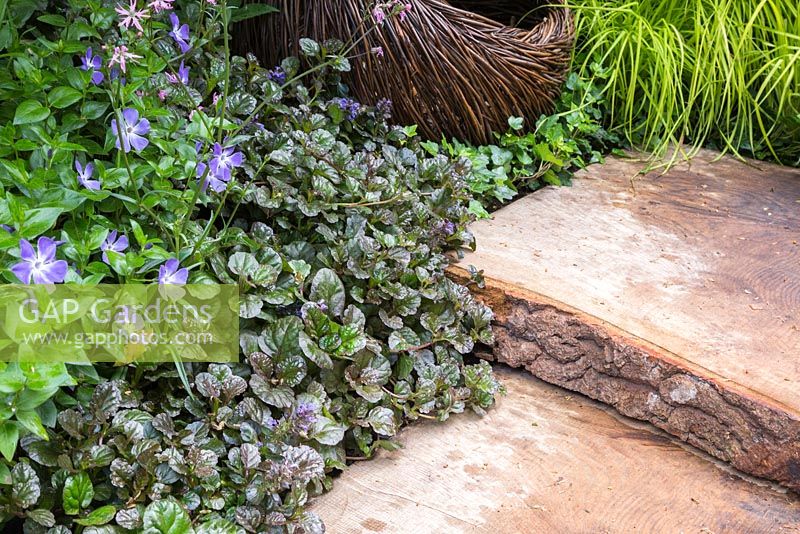 Breast Cancer Haven Garden. A pathway made from Oak slabs with planting of Ajuga reptans 'Catlin's Giant', Carex elata 'Aurea' and Vinca minor. Designer: Sarah Eberle supported by Tom Hare. Sponsor: Nelsons