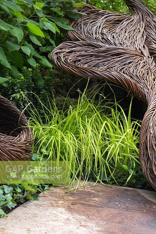 Breast Cancer Haven Garden. Carex elata 'Aurea' planted inbetween woven willow sculptures. Designer: Sarah Eberle supported by Tom Hare. Sponsor: Nelsons