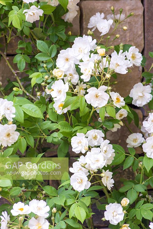 Rosa 'Rambling Rector'. Brewers Yard by Welcome to Yorkshire. Designer - Bestall and Co Landscape Design. Sponsor - Welcome to Yorkshire