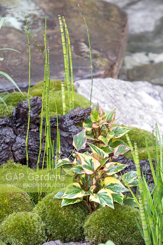 Edo no Niwa. Leucobryum juniperoideum, Equisetum japonicum and Variegated Ivy planted amongst rocks. Designer - Kazuyuki Ishihara. Sponsor - Cat's Co Ltd
