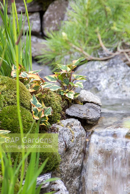 Edo no Niwa. Leucobryum juniperoideum and Variegated Ivy planted beside waterfall. Designer - Kazuyuki Ishihara. Sponsor - Cat's Co Ltd