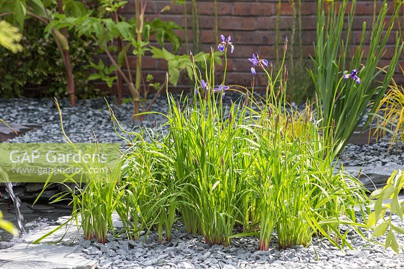 The Great Chelsea Garden Challenge Garden. Cluster of Iris germanica planted in a bed of slate chippings beside a water feature. Designer - Sean Murray. Sponsor - Royal Horticultural Society