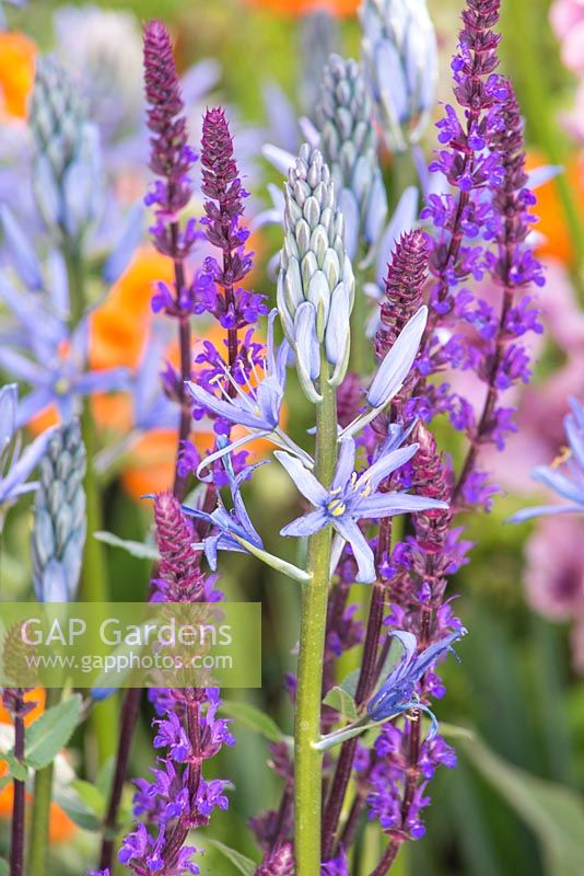 The Morgan Stanley Healthy Cities Garden. Salvia nemorosa 'Caradonna' with Camassia leichtlinii 'Blue Heaven'. Designer - Chris Beardshaw. Sponsor - Morgan Stanley