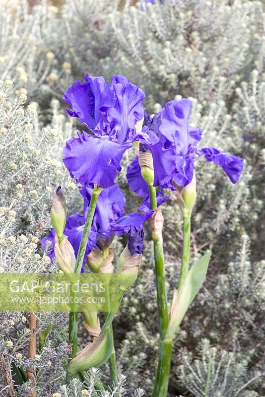 Iris 'Mer du Sud' with Ozothamnus rosmarinifolius 'Silver Jubilee' behind. Royal Bank of Canada Garden. Designer - Matthew Wilson. Sponsor - Royal Bank of Canada