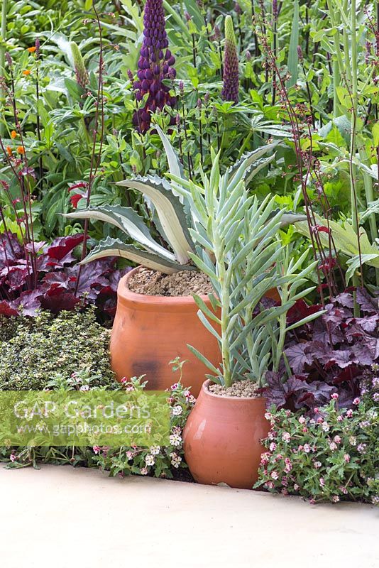 Sentebale - Hope in Vulnerability. A border with Heuchera villosa 'Palace Purple' and potted Senecio serpens and Agave underplanted with Zaluzianskya ovata. Sponsor - The David Brownlow Charitable Foundation