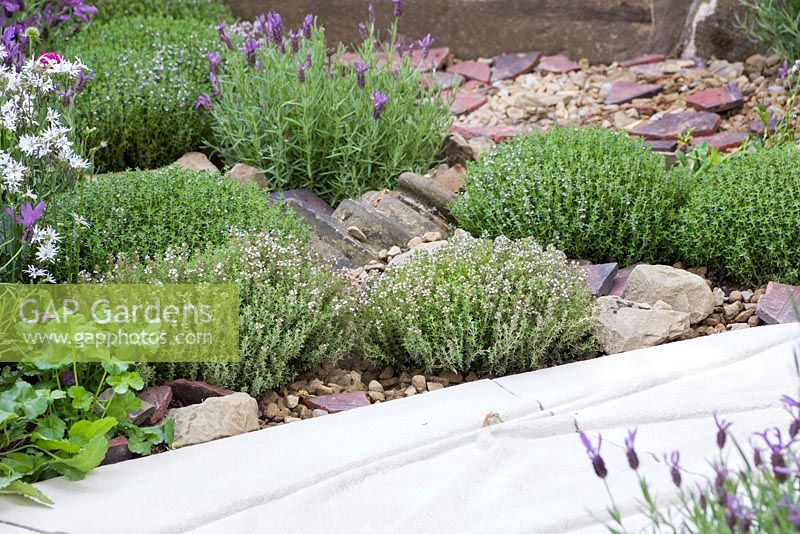 The Evaders Garden. Lavandula stoechas and small domes of Thyme in a border with a stone mulch. Designer - John Everiss. Sponsor - Chorley Council
