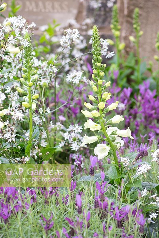 The Evaders Garden. Digitalis purpurea f. albiflora with Lavandula stoechas and Lychnis flos-cuculi. Designer - John Everiss. Sponsor - Chorley Council