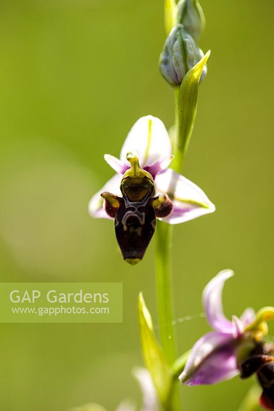 Ophrys apifera - Bee orchid - May, France
