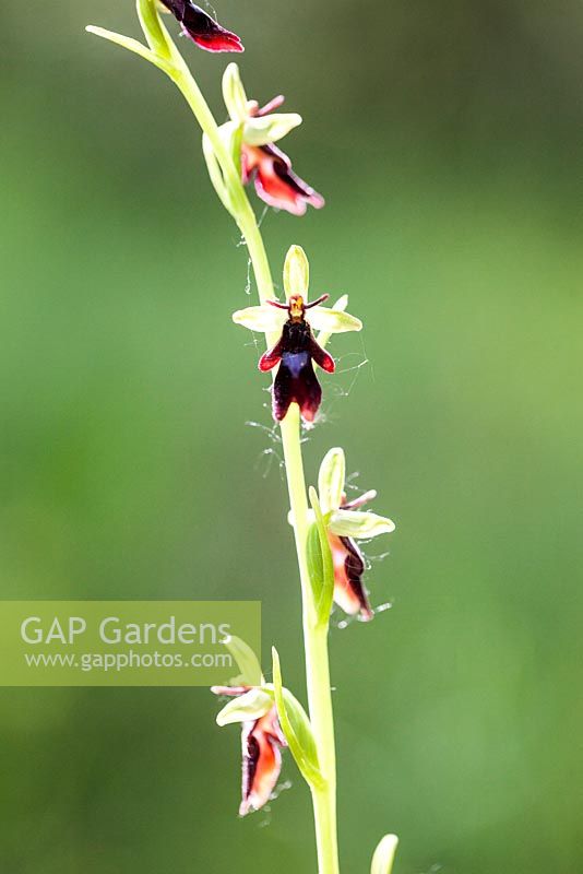 Ophrys insectifera - Fly orchid - May, France