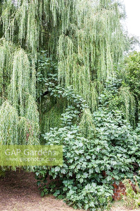 Ficus carica climbing into Salix sepulcralis 'Chrysocoma' - Fig climbing into weeping willow - August, France