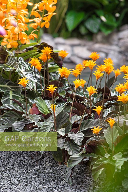 Gravel leading past borders of Alocasia amazonica 'Polly', Aranda 'Singa Gold' and Calathea crocata. The Hidden Beauty of Kranji. RHS Chelsea Flower Show, 2015.