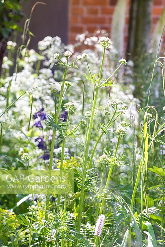 Valeriana officinalis. The Living Legacy Garden. RHS Chelsea Flower Show, 2015