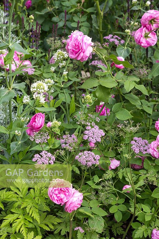 Centranthus album with Chaerophyllum hirsutum 'Roseum' and Rosa 'Comte de Chambord'. The M and G Garden. RHS Chelsea Flower Show, 2015.