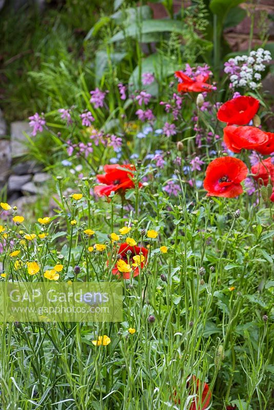 Papaver rhoeas with Ranunculus acris and Centaurea cyanus, Lychnis flos-cuculi in the background. The Old Forge. RHS Chelsea Flower Show, 2015.