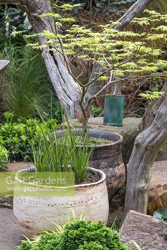 Potted Acer palmatum 'Dissectum' and Calamagrostis x acutiflora 'Karl Foerster' planted in a boggy container. The Sculptor's Picnic Garden. RHS Chelsea Flower Show 2015.
