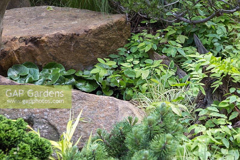 A shaded area featuring Asarum europaeum, Epimedium x youngianum 'Niveum' and Carex oshimensis 'Evergold'. The Sculptor's Picnic Garden. RHS Chelsea Flower Show, 2015.