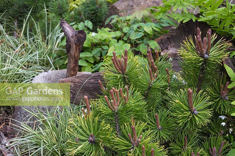 Dwarf Mountain Pine with Carex oshimensis 'Evergold'. The Sculptor's Picnic Garden. RHS Chelsea Flower Show, 2015.