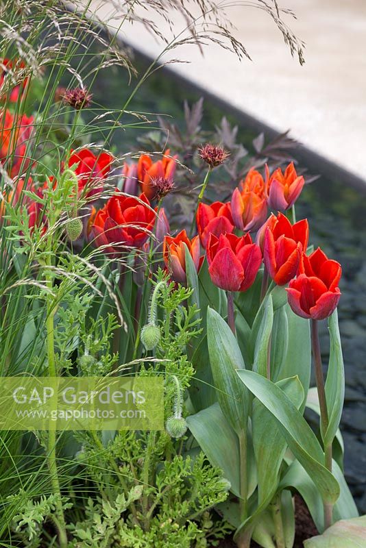 Tulipa 'Red Hat' and Papaver commutatum 'Ladybird' beside water feature. The Telegraph Garden. 