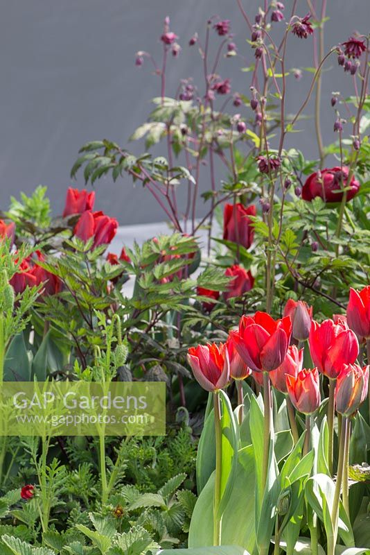 Red colour themed border of Tulipa 'Red Hat' and Aquilegia vulgaris var. stellata 'Ruby Port'. The Telegraph Garden. RHS Chelsea Flower Show, 2015.