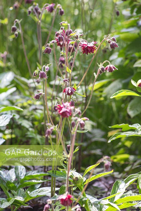 Aquilegia vulgaris var. stellata 'Ruby Port'. The Telegraph Garden. RHS Chelsea Flower Show, 2015.